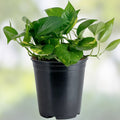 Assorted Pothos Plant Cuttings, Easy Houseplants, Epipremnum aureum, Rooted Starter Plants, Indoor Plants, Live Houseplant