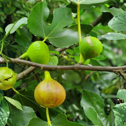 Italian Honey Fig Cuttings 5 Pack Ficus carica 'Lattarulla' Cold Hardy, Live Plant, Starter Plant, Bare Root, Houseplant