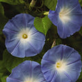 Heavenly Blue Morning Glory Seeds 50 Organic Ipomoea tricolor Flower Seeds Garden Houseplant Live Plant Cutting