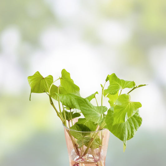 Organic Cuban Sweet Potato Slips 15 Cuttings Ipomoea batatas Live Plant Starter Houseplant Gardening