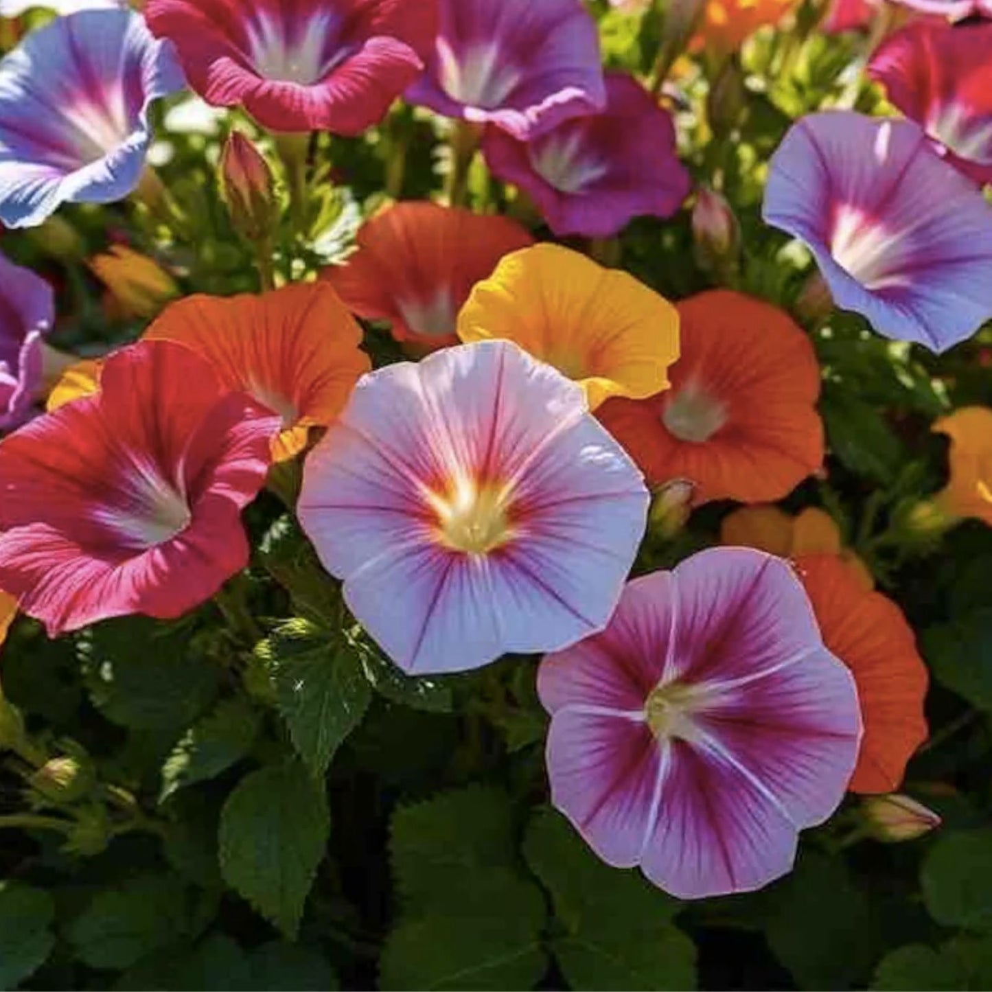 Morning Glory Vine Seeds 100+ Mixed Colors Heirloom Non-GMO Ipomoea Climbing Garden Plant