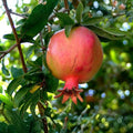 Pomegranate Cuttings Lot of 4 Large Sweet Variety Punica granatum Fruit Tree Plants