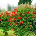Crimson Bottle Brush Tree Seeds Callistemon citrinus Red Flowering Live Plant Cutting Bare Root Starter Plant