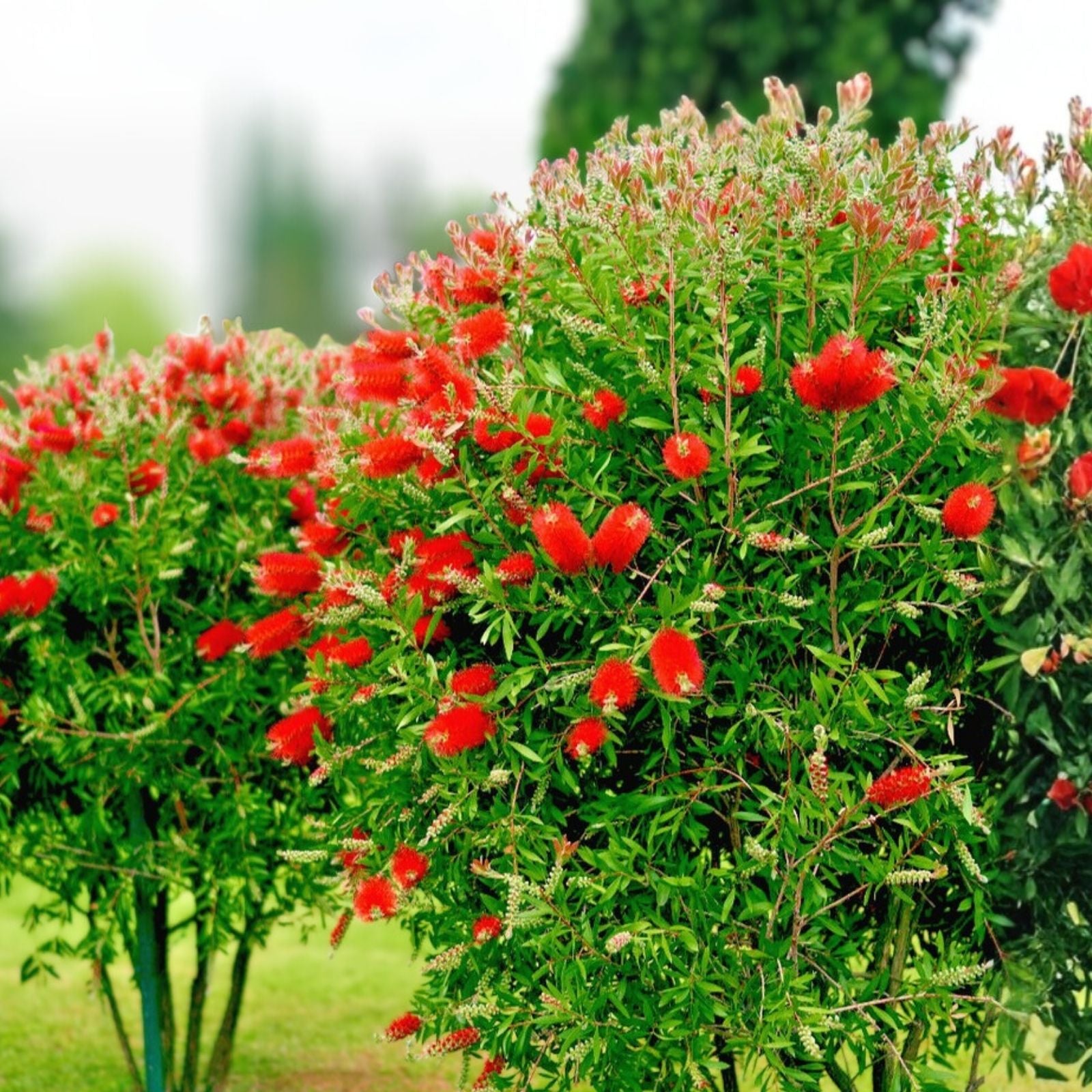 Crimson Bottle Brush Tree Seeds Callistemon citrinus Red Flowering Live Plant Cutting Bare Root Starter Plant