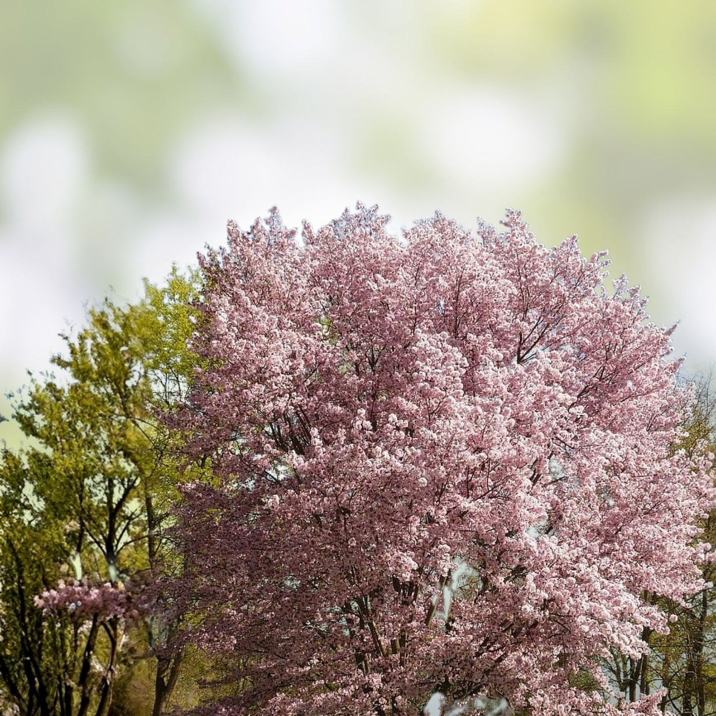 White Flowering Cherry Tree Seeds 10 Pack Prunus serrulata Ornamental Garden Planting Live Plant Cutting