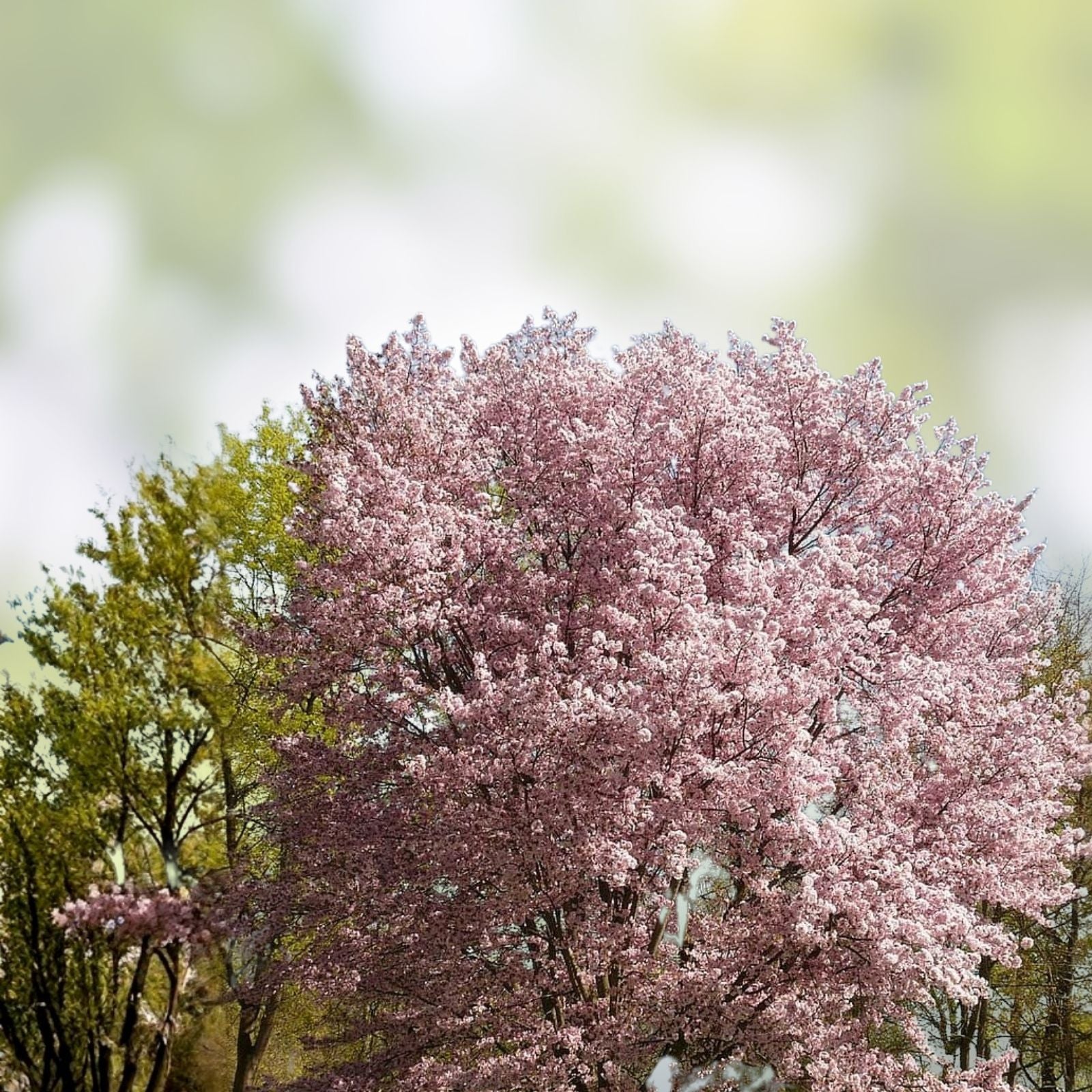 White Flowering Cherry Tree Seeds 10 Pack Prunus serrulata Ornamental Garden Planting Live Plant Cutting