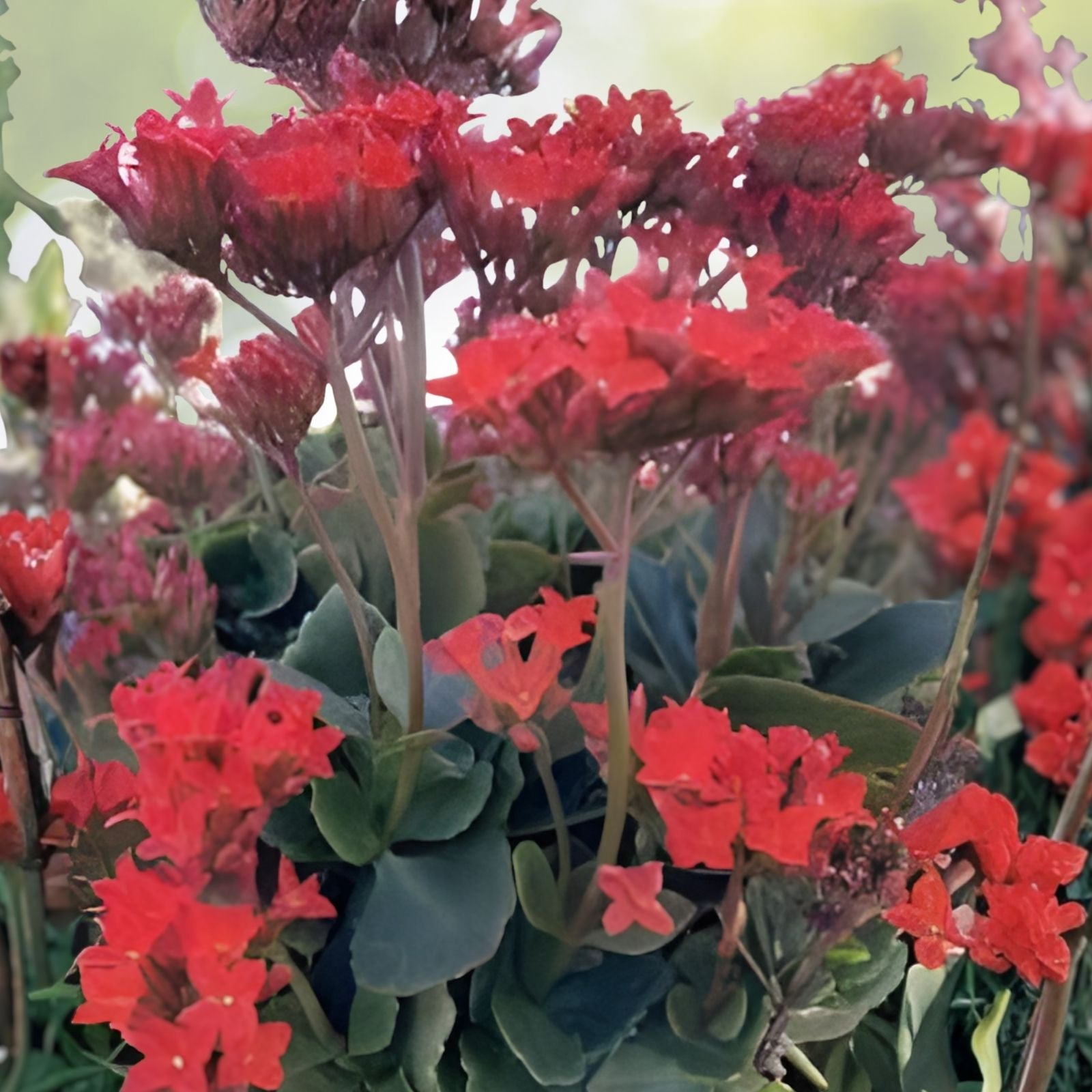 Organic Kalanchoe Blossfeldiana Cuttings 3-Pack | Orange Succulent Houseplant Starter Plant