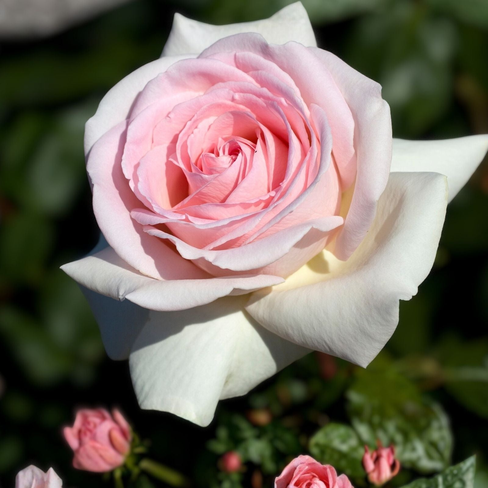 Rose Plant Cuttings Rosa 'Francis Meilland' Flowering Shrub 6-inch Live Plant Starter Cutting