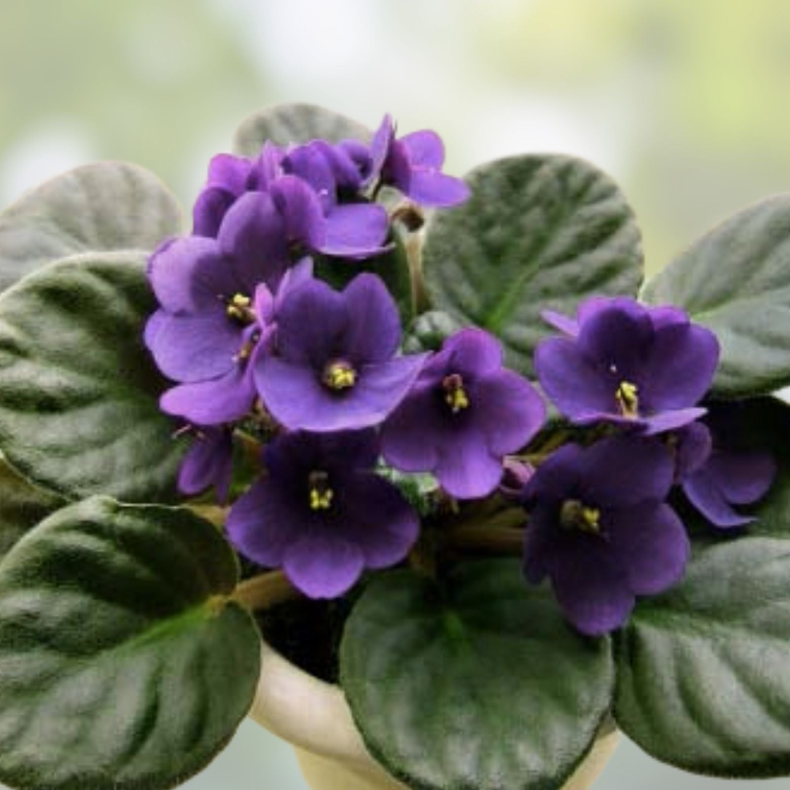 African Violet Cuttings 2 Unrooted Purple Waters Saintpaulia ionantha Houseplant Propagation Supplies