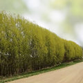 Austree Hybrid Willow Tree Cuttings 10 Inch Live Fast Growing Privacy Screen Salix x sepulcralis