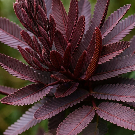 Mimosa Tree Seeds 30 Pack - Blue Leafed Acacia baileyana Purpurea, Fast-Growing Ornamental Tree for Planting