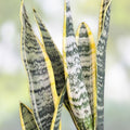 Snake Plant Clipping - Unrooted Mother-In-Law's Tongue - Sansevieria Live Plant Cuttings - Indoor Air Purifying Succulent
