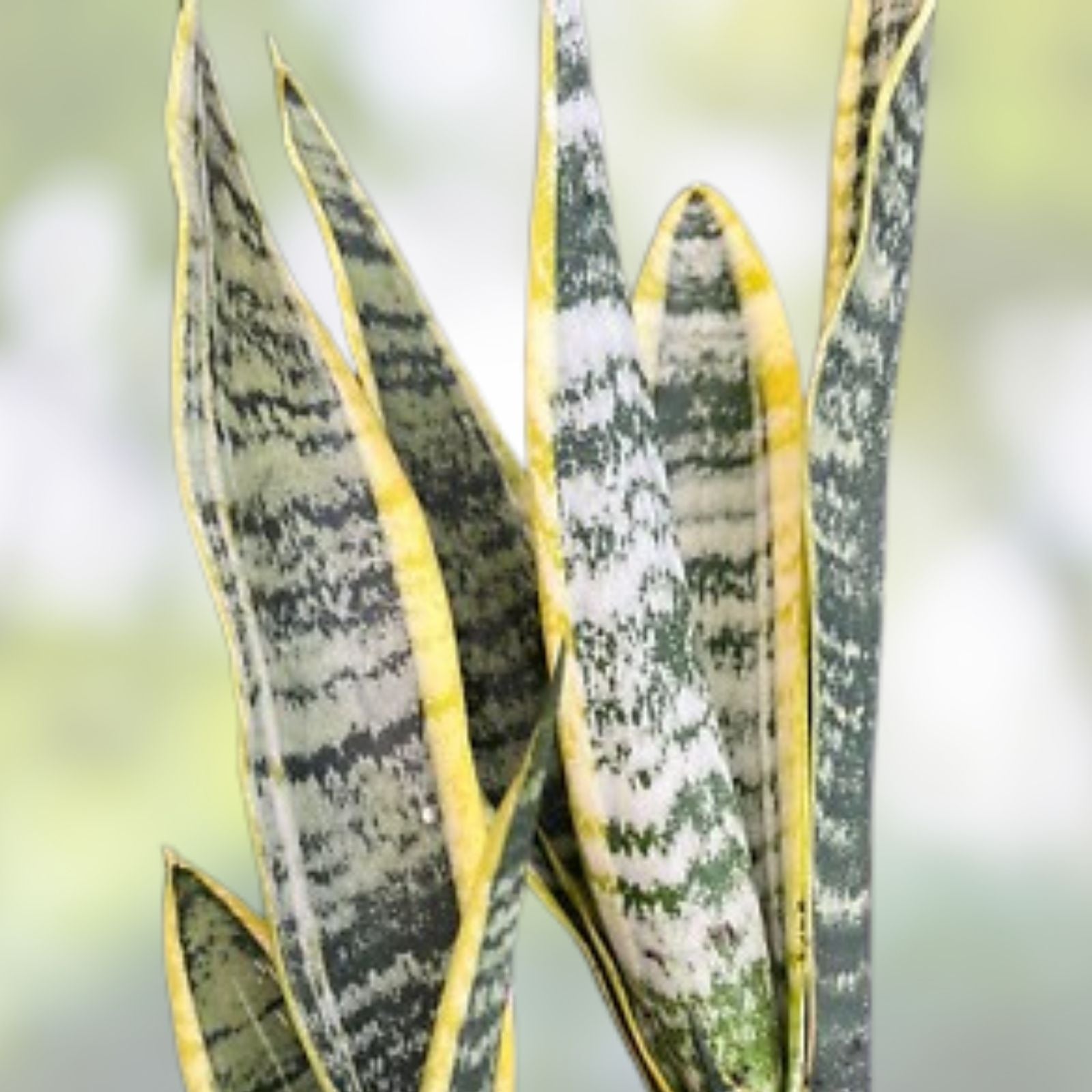 Snake Plant Clipping - Unrooted Mother-In-Law's Tongue - Sansevieria Live Plant Cuttings - Indoor Air Purifying Succulent