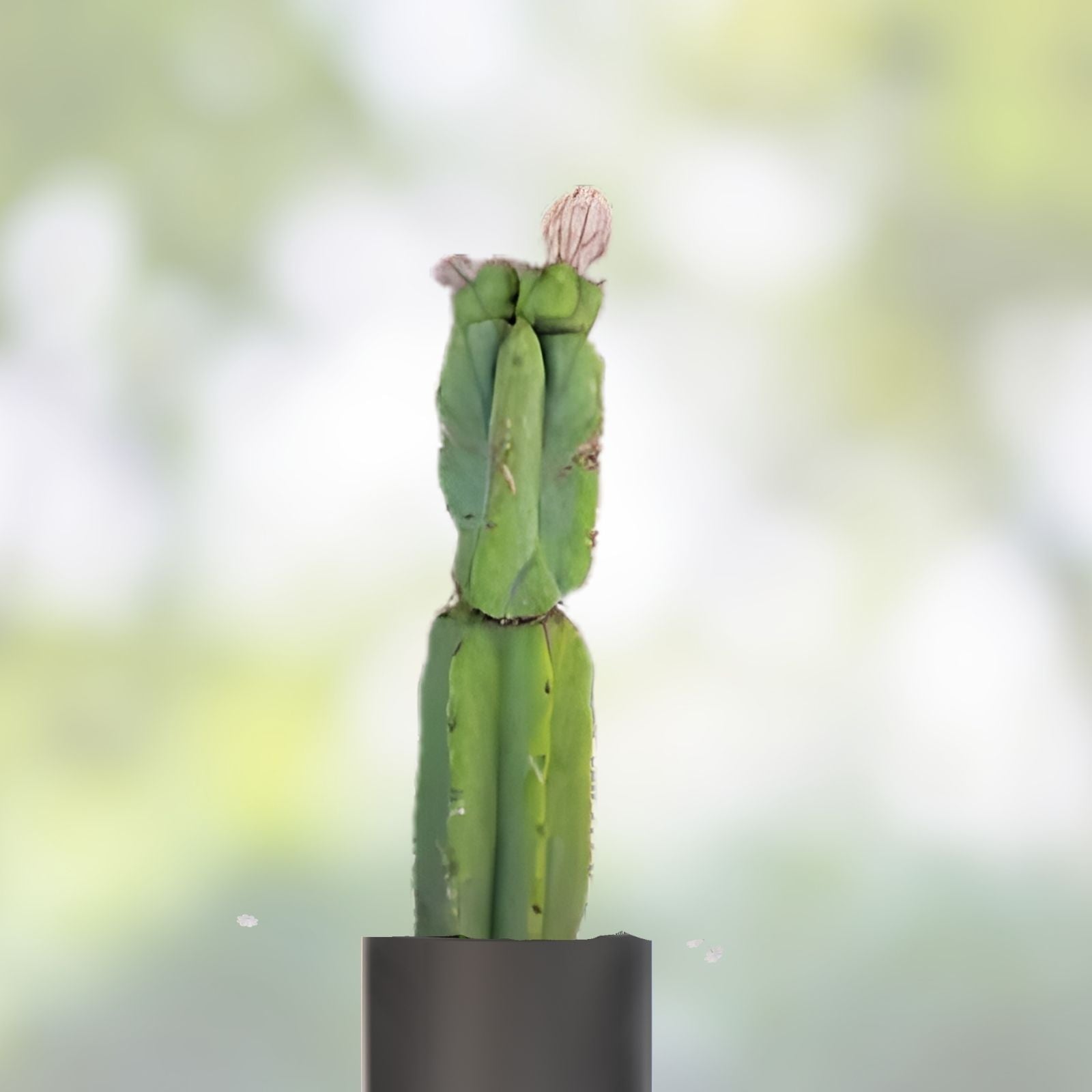 Cereus Bridge Cactus Cutting 1-4 Inches, Succulent Plant, Indoor Outdoor, Cereus peruvianus, Desert Houseplant, Live Plant, Starter