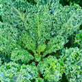 Kale Seeds Vates Blue Curled Scotch Non-GMO Heirloom Brassica oleracea for Home Garden, 200+ Starter Plants, Live Plant, Cutting, Bare Root