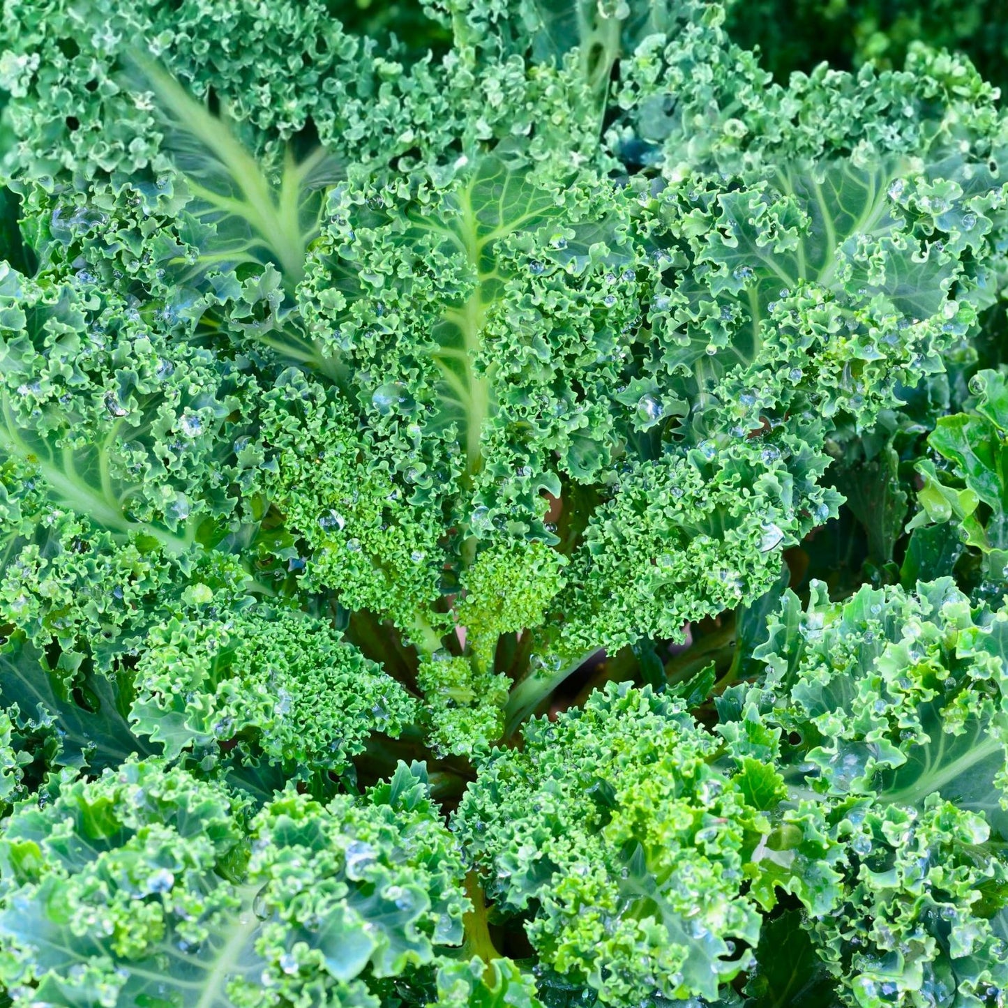 Kale Seeds Vates Blue Curled Scotch Non-GMO Heirloom Brassica oleracea for Home Garden, 200+ Starter Plants, Live Plant, Cutting, Bare Root