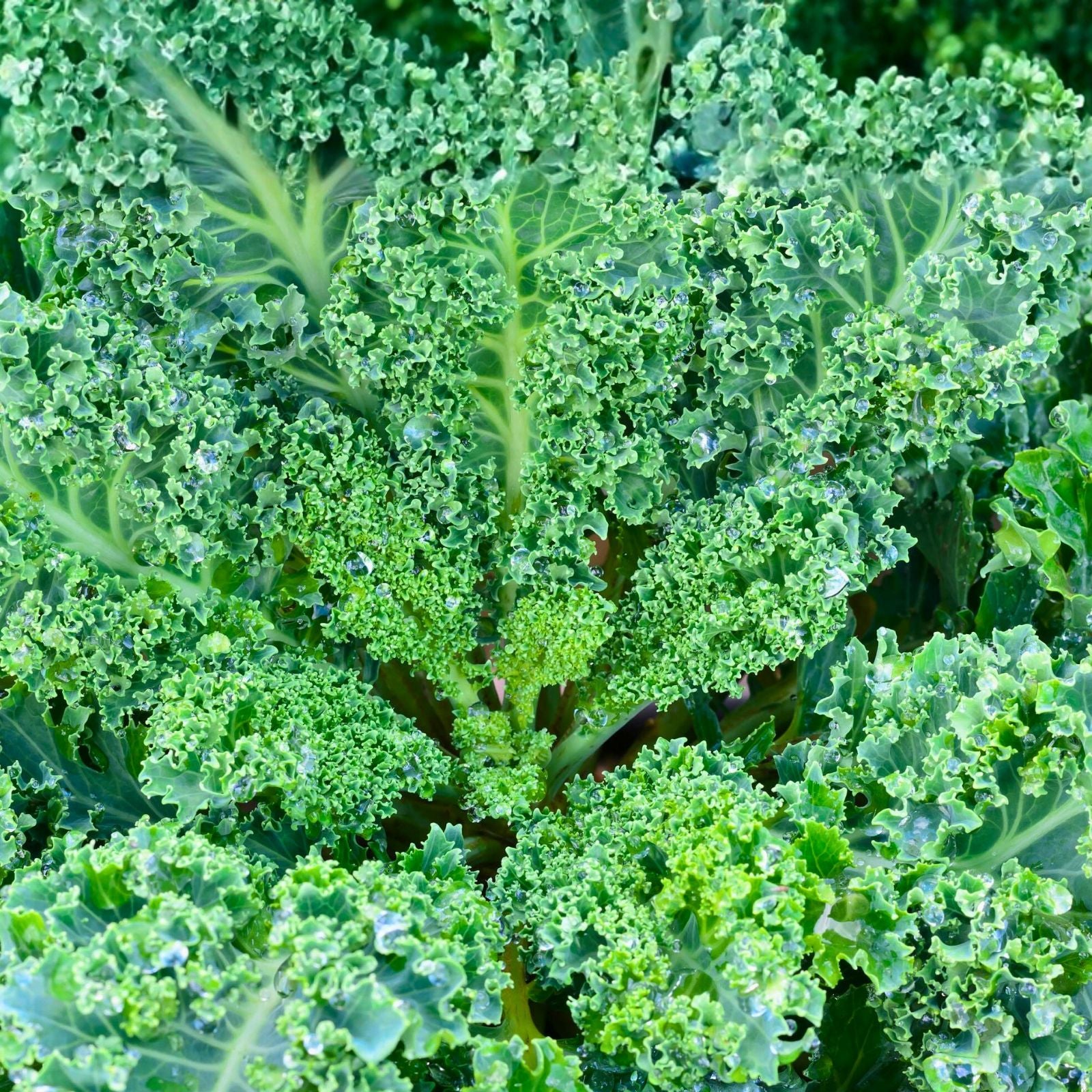 Kale Seeds Vates Blue Curled Scotch Non-GMO Heirloom Brassica oleracea for Home Garden, 200+ Starter Plants, Live Plant, Cutting, Bare Root