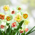 Daffodil Bulb Pack 6 Count - Mixed Colors Narcissus Flowers for Spring Garden, Live Plant, Bulb, Starter Plant