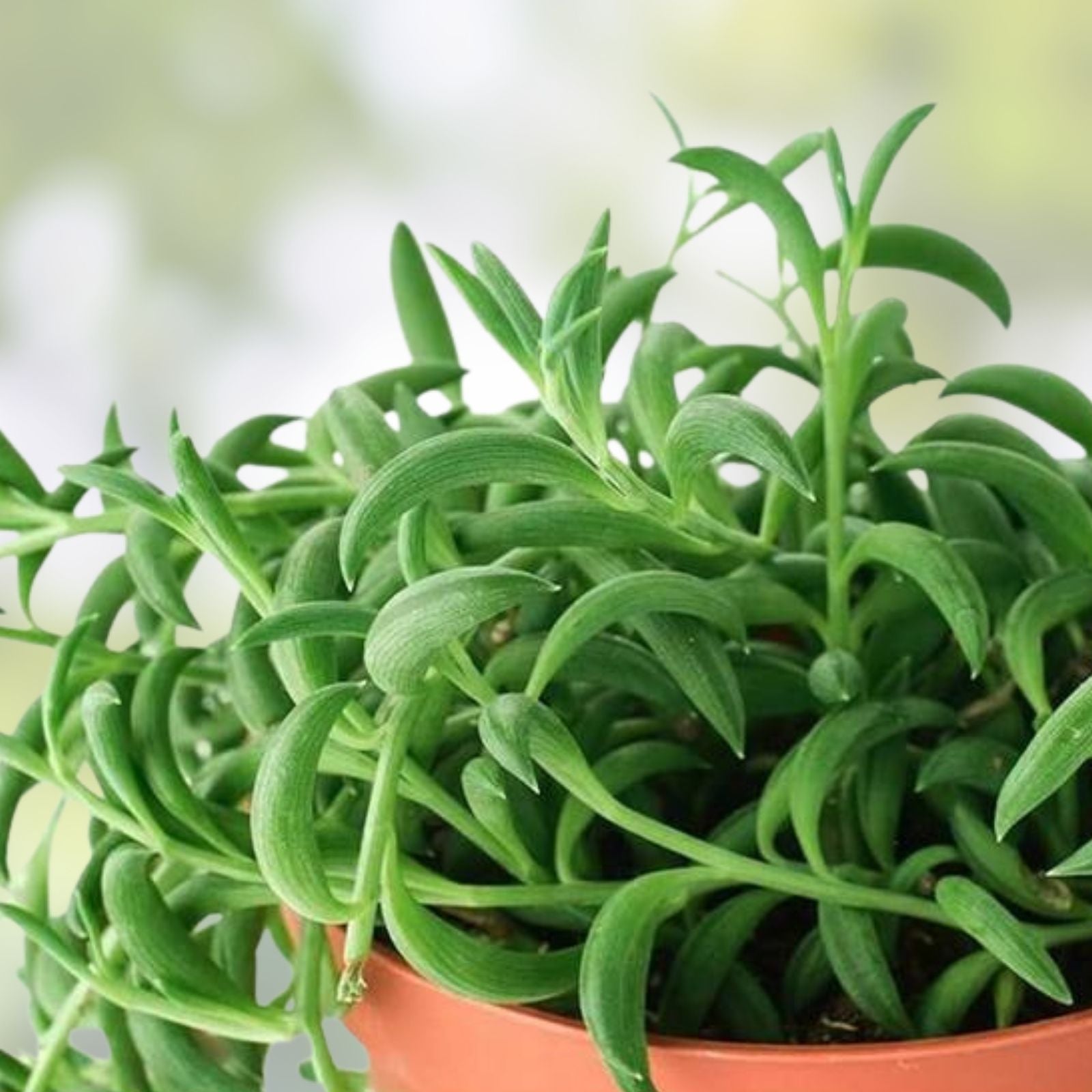 String of Bananas Cuttings 20 pcs 8" Succulent Senecio Radicans Houseplant Indoor Garden Easy Care