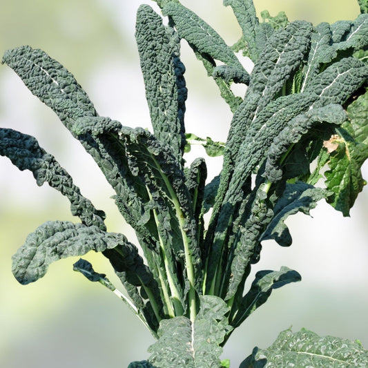 Organic Black of Tuscany Kale Seeds Heirloom Italian Brassica oleracea var. sabellica Live Plant Cutting Starter Plant