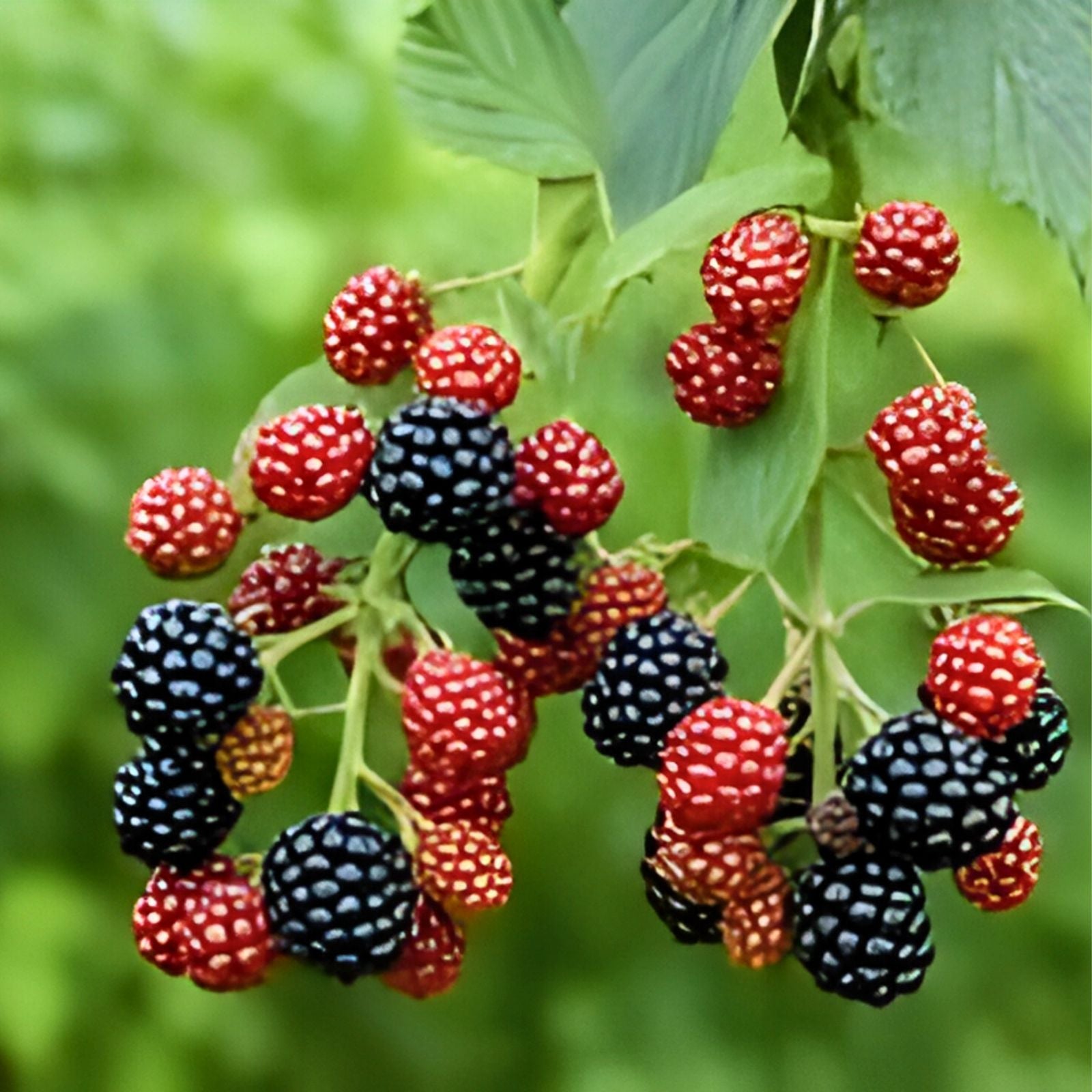 Southern Blackberry Plant, Rubus fruticosus, Live Bare Root, 2-3 ft Tall, Thornless Berry Bush, Fast Growing, Fruit Plant