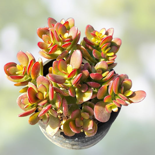 Live Crassula ovata 'Crobys' Jade Plant Succulent Starter Bare Root Houseplant 17-24 Inch