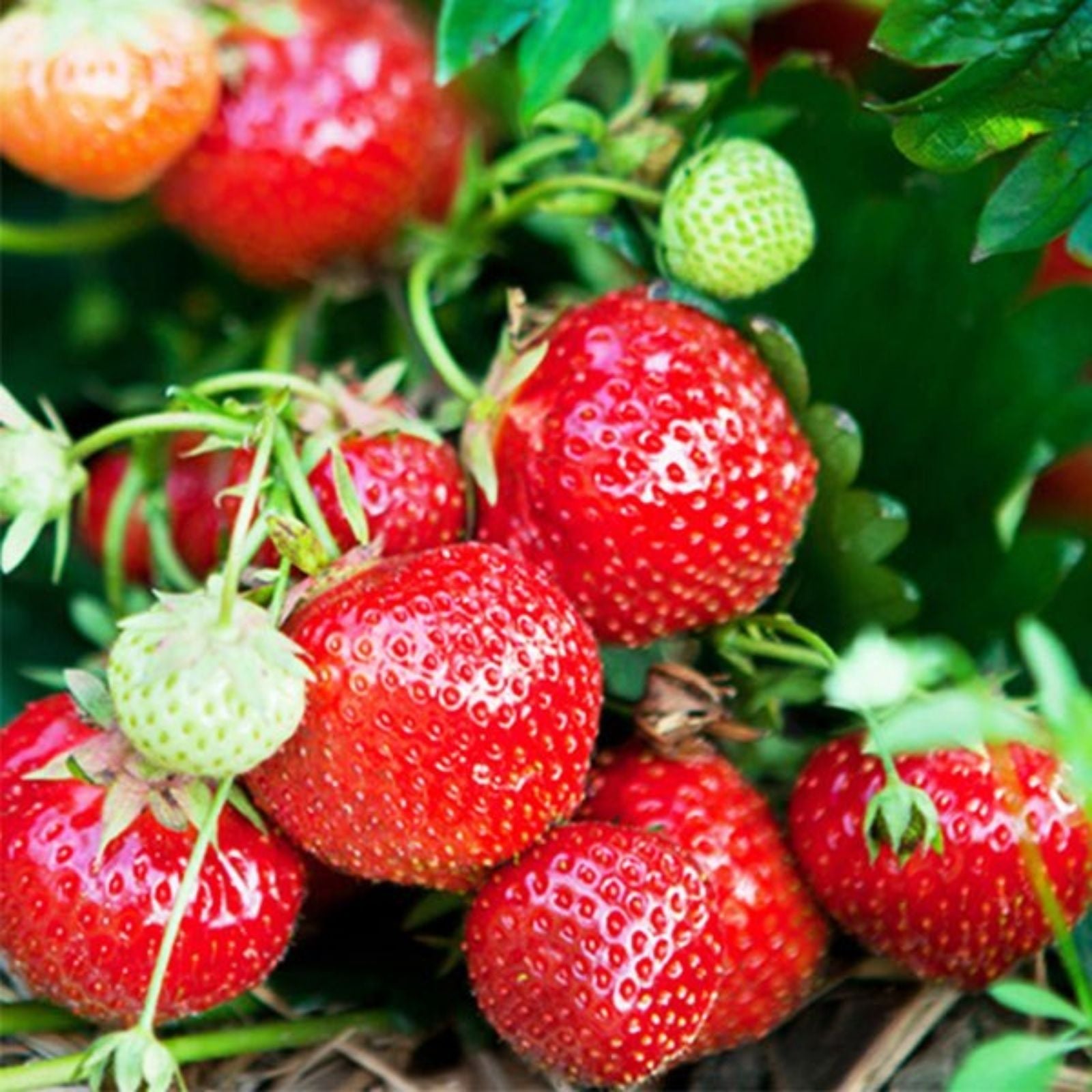Eversweet Everbearing Strawberry Plants Set of 6 – Live Bare Root Fragaria × ananassa, Disease Resistant, Zones 5-8