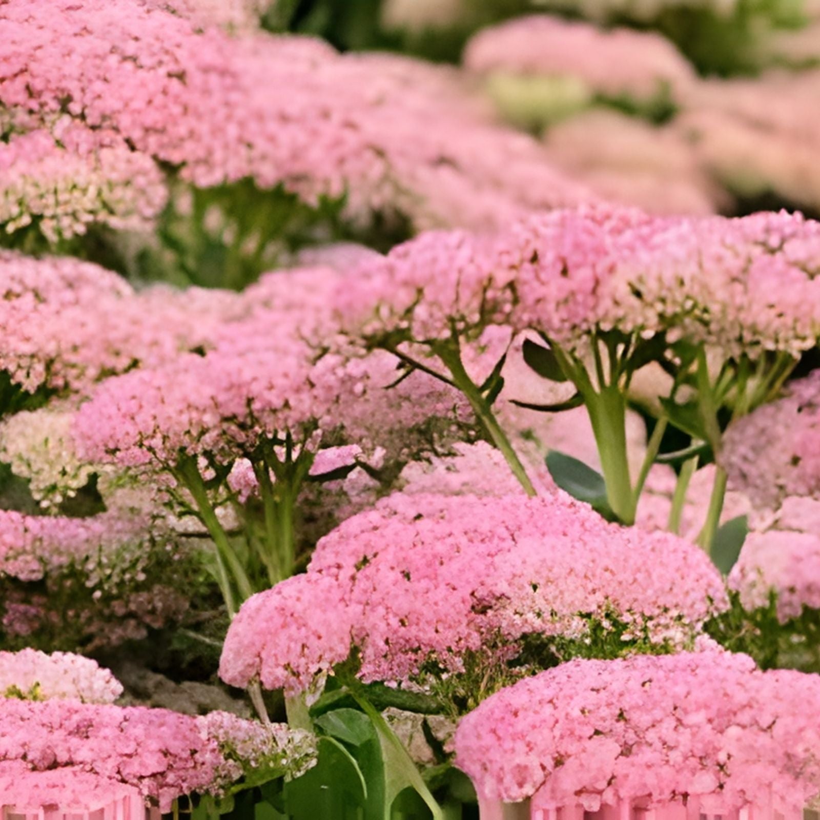 Sedum 'Autumn Joy' Cutting | Hardy Succulent Ground Cover | Perennial Plant | Easy to Grow Houseplant or Garden Plant