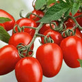 Roma Tomato Seeds 100 Count Organic Starter Plants for Home Garden Solanum lycopersicum