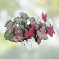 Sakura Tree Seeds 10 Pack Cherry Blossom Prunus serrulata Outdoor or Bonsai Planting - New Harvest Quality