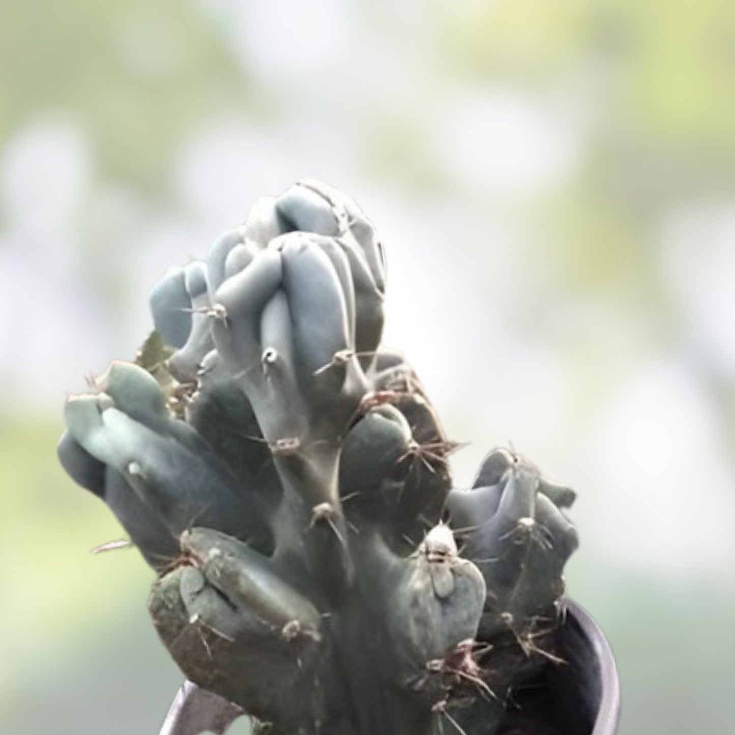 Cereus peruvianus var. monstrose Peruvian Apple Cactus Live Succulent Plant Indoor Outdoor Garden Cutting