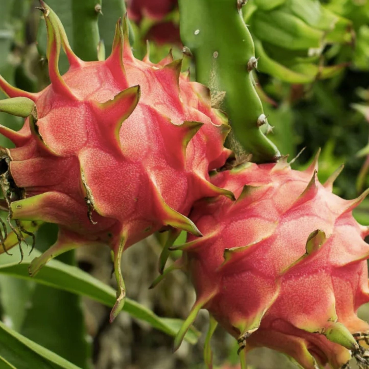 Red Dragon Fruit Cuttings 5 Pcs Pink Skin Red Flesh Hylocereus undatus Live Plant Starter Bare Root