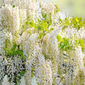 White Wisteria Seeds – 5 Rare Wisteria sinensis Alba Flower Seeds for Outdoor Garden Planting