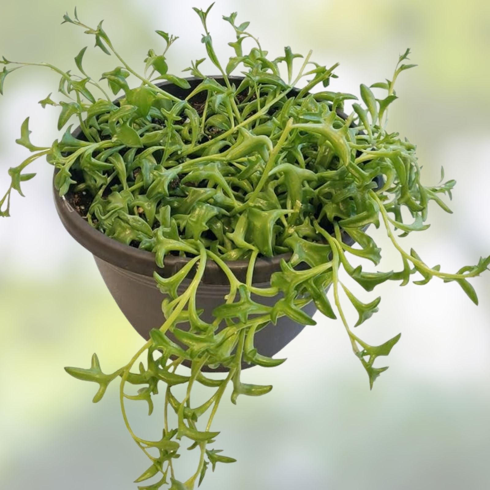 String of Dolphins Cuttings 12 Pack – Senecio peregrinus Succulent Trailing Houseplant – Easy Care Indoor Plant