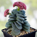 Crassula Morgan's Beauty Succulent Plant 2” or 4” Pot Indoor Outdoor Houseplant Easy Care Starter Plant
