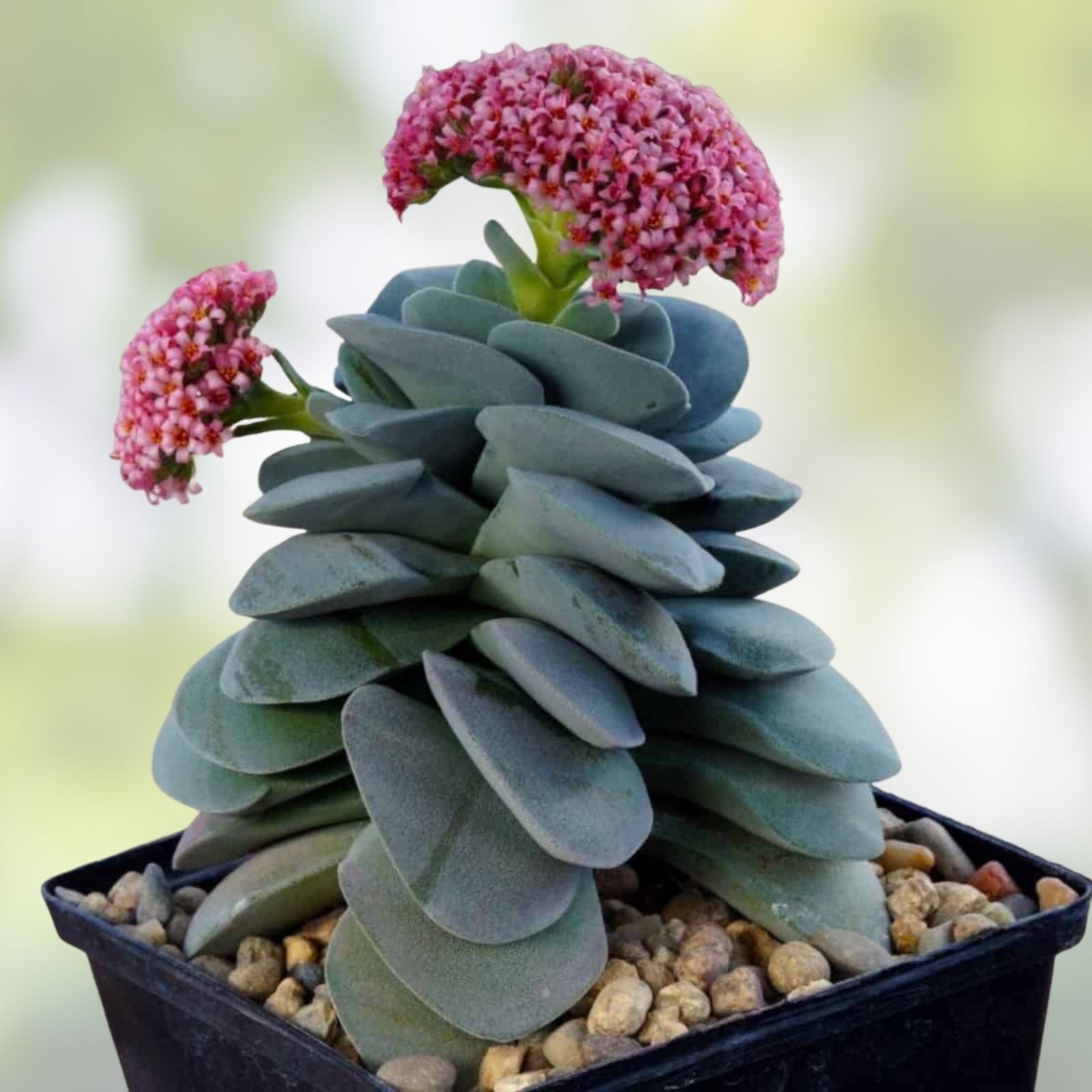 Crassula Morgan's Beauty Succulent Plant 2” or 4” Pot Indoor Outdoor Houseplant Easy Care Starter Plant