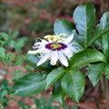 Passion Fruit Cuttings Passiflora Edulis Vine Live Plant Tropical Fruit Propagation Bare Root Starter Plant