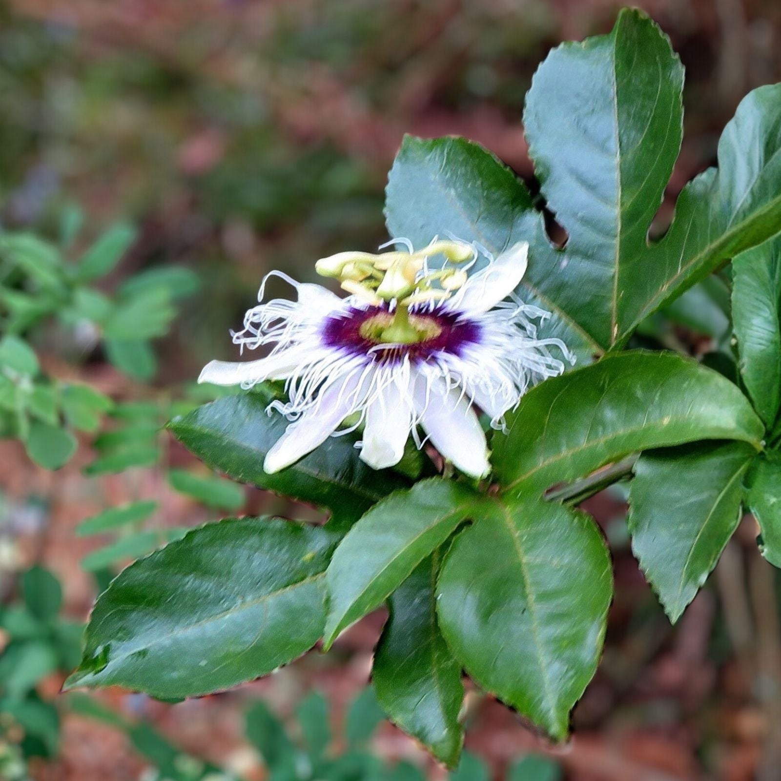Passion Fruit Cuttings Passiflora Edulis Vine Live Plant Tropical Fruit Propagation Bare Root Starter Plant