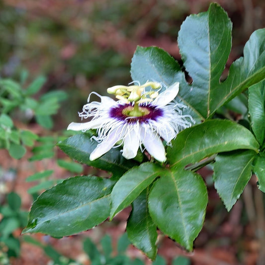 Passion Fruit Cuttings Passiflora Edulis Vine Live Plant Tropical Fruit Propagation Bare Root Starter Plant