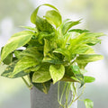 Pothos Ivy Cuttings Combo – 6 Indoor Live Plants Marble Queen Lemon Neon N’Joy Varieties Epipremnum aureum
