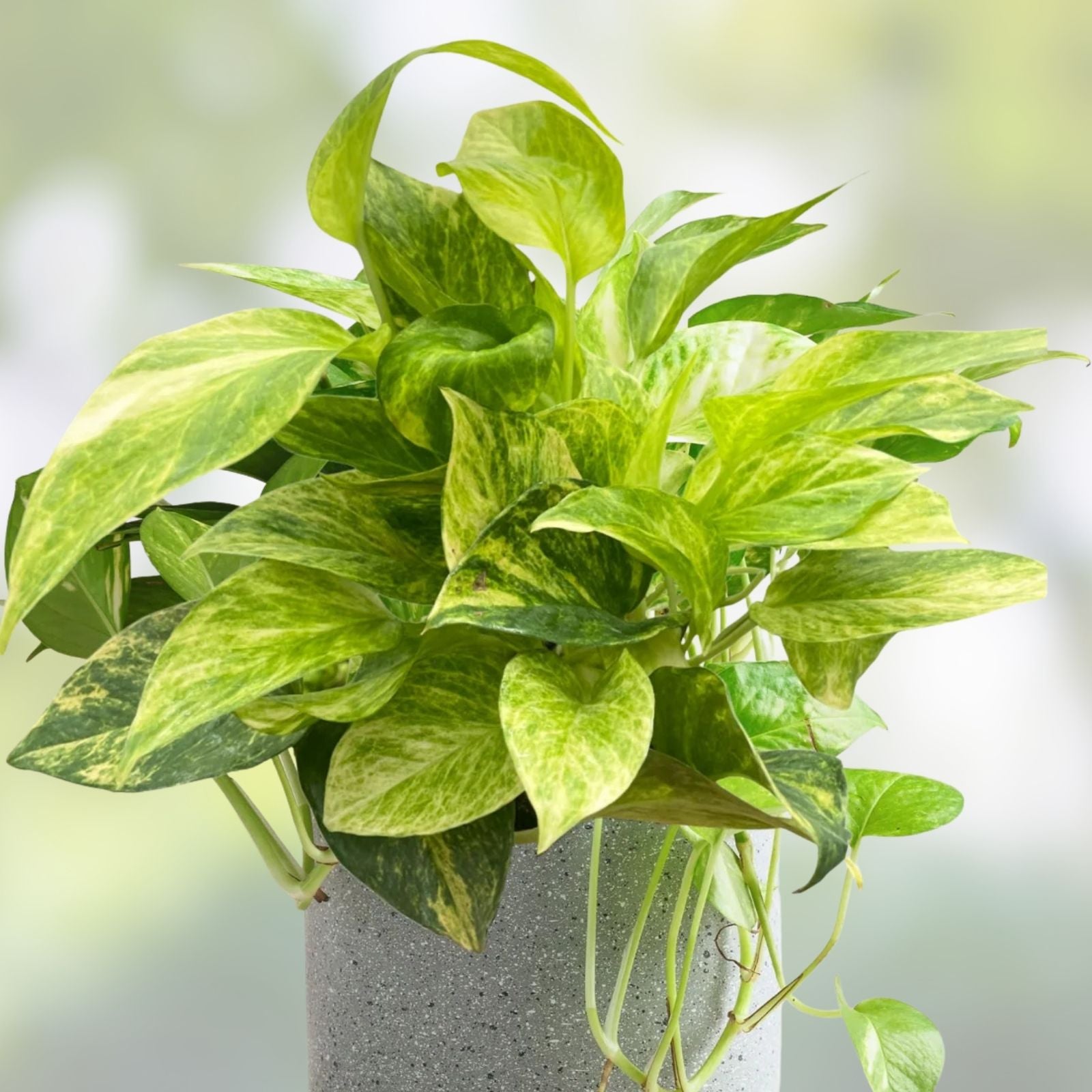 Pothos Ivy Cuttings Combo – 6 Indoor Live Plants Marble Queen Lemon Neon N’Joy Varieties Epipremnum aureum