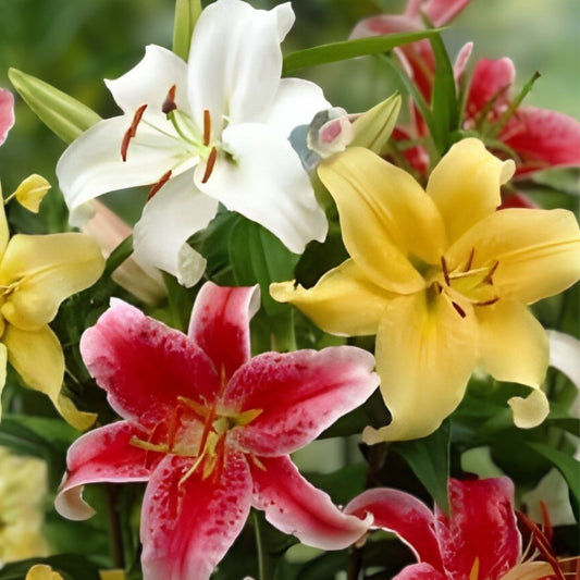 Mixed Oriental Lily Bulbs – 6 Fresh Lilium orientalis Garden Flower Bulbs for Easy Growing and Stunning Blooms