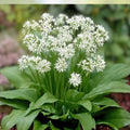 Wild Garlic Live Plants Set of 6 Allium ursinum Perennial Bulbs Garden Starter Live Plant