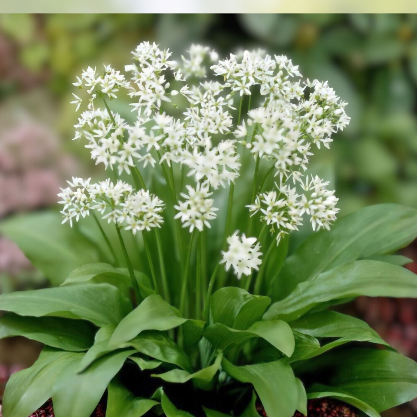 Wild Garlic Live Plants Set of 6 Allium ursinum Perennial Bulbs Garden Starter Live Plant