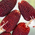 Strawberry Popcorn Seeds 80 Count Red Ornamental Corn Zea mays everta Decorative Edible Corn Seeds