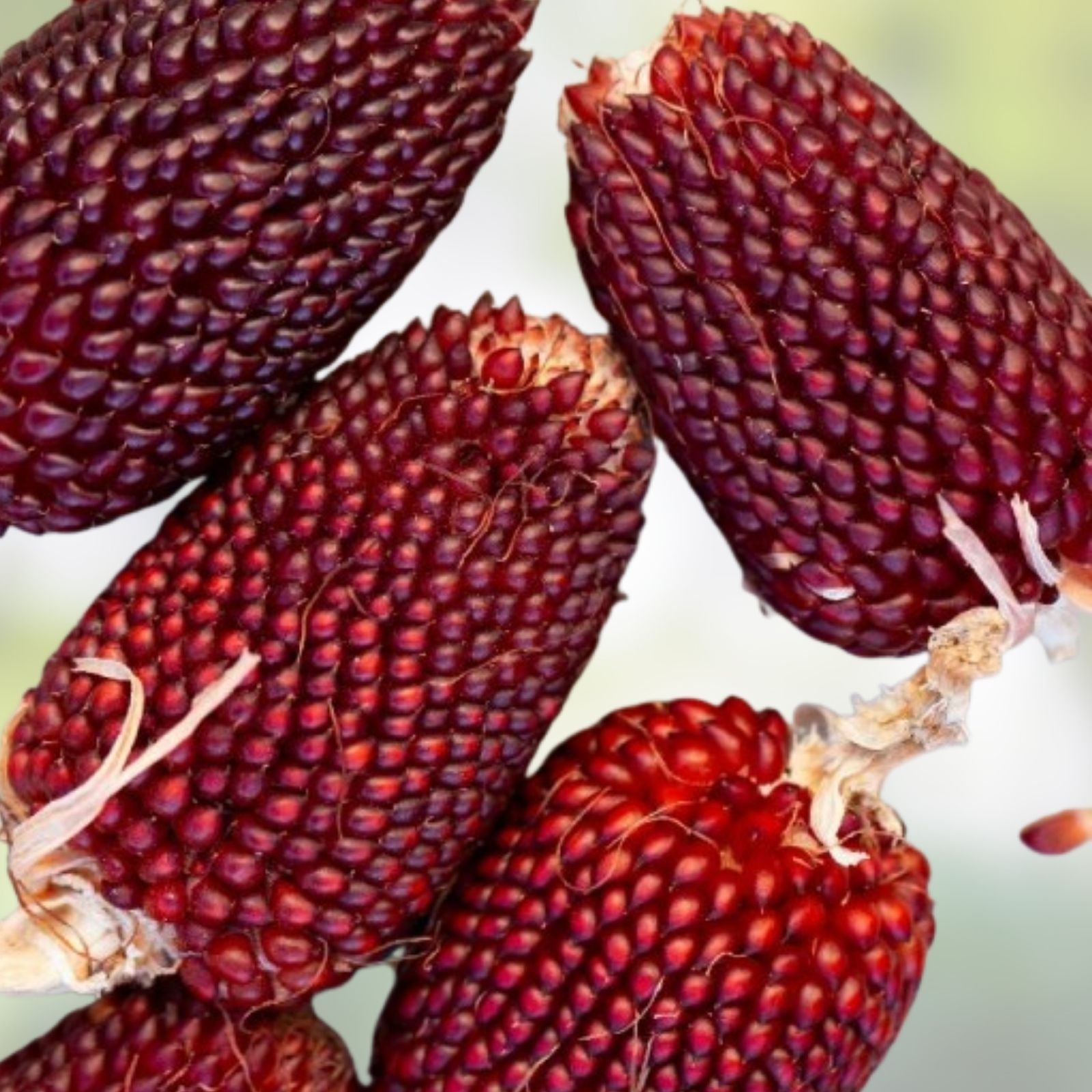Strawberry Popcorn Seeds 80 Count Red Ornamental Corn Zea mays everta Decorative Edible Corn Seeds