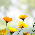 Calendula officinalis Seeds Pacific Beauty Mix 50 Pack Organic Flower Seeds Garden Plants Live or Bare Root