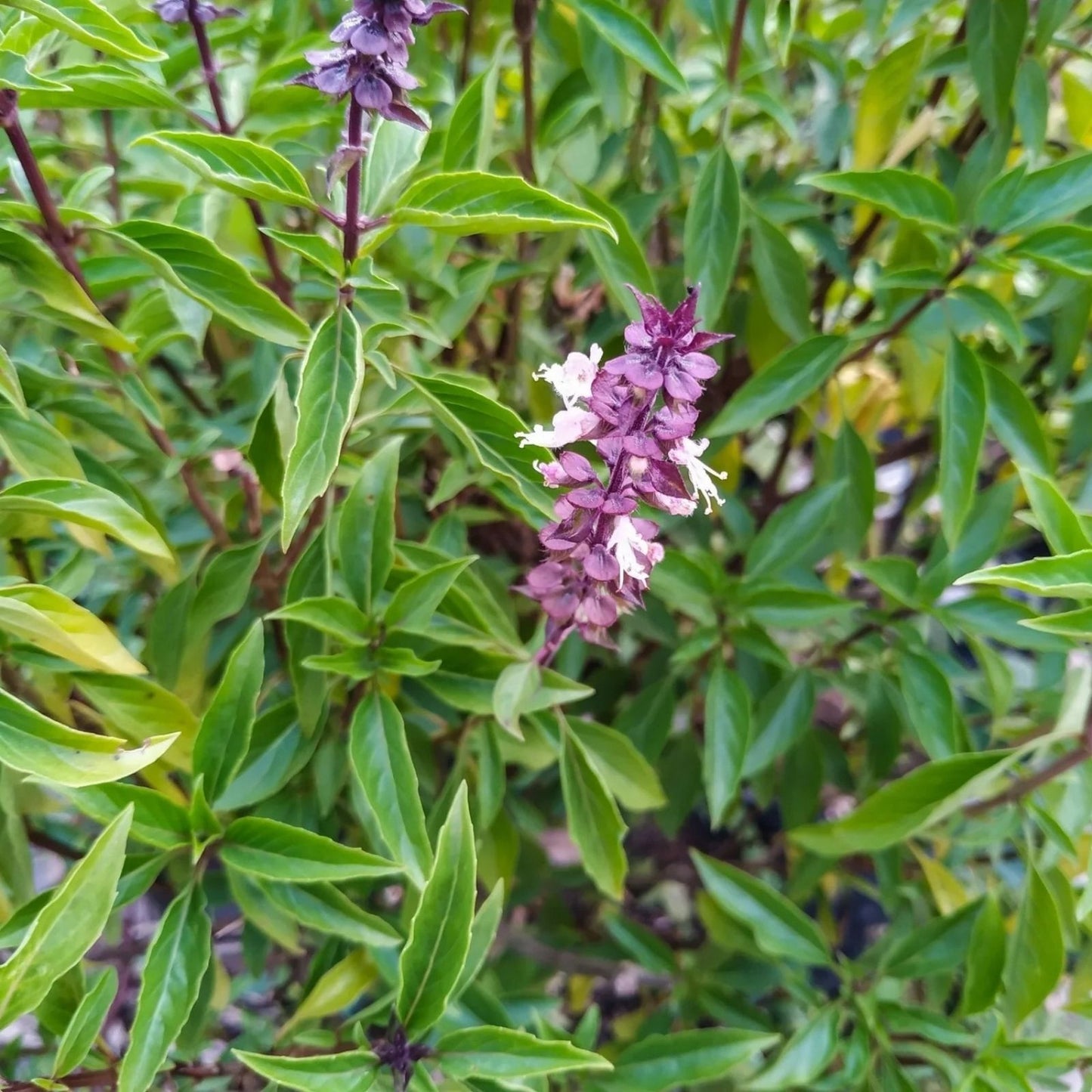 Licorice Basil Seeds 50 Count Non-GMO Herb Seeds for Cooking Gardening Ocimum basilicum