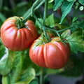Giant Belgium Tomato Seeds Heirloom Non-GMO Vegetable Seeds for Home Garden Solanum lycopersicum