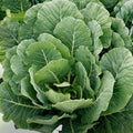 Collard Greens Seeds Georgia Southern Heirloom Non-GMO Brassica oleracea Vegetable Seed 50+